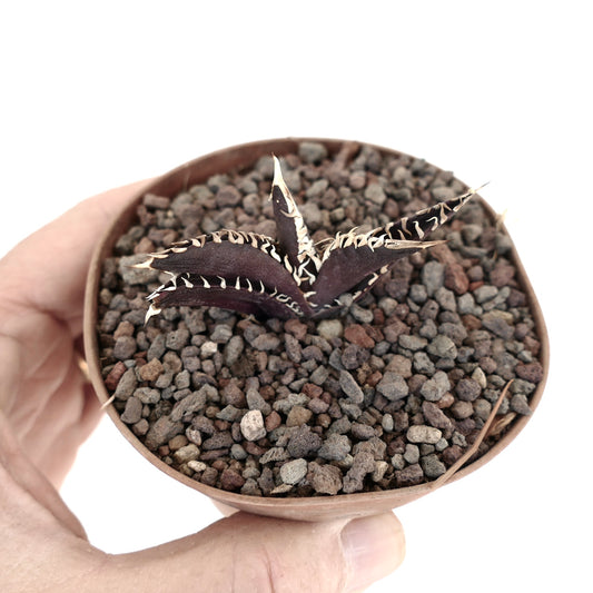 Agave titanota suculenta de color púrpura oscuro con espinas blancas en maceta pequeña