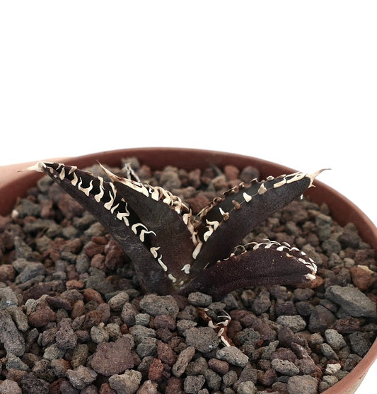 Suculenta Agave titanota con hojas oscuras y espinas blancas distintivas en maceta