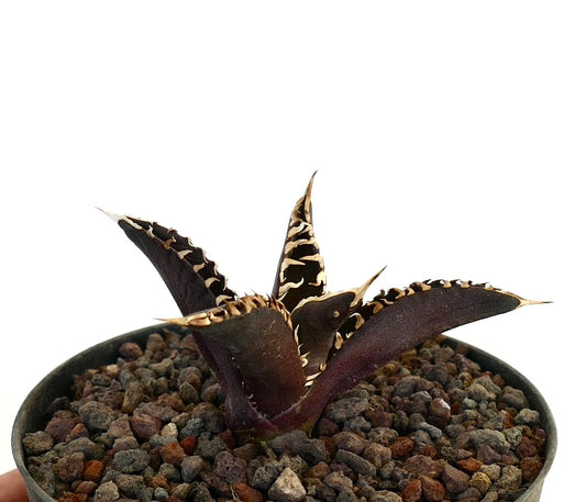 Agave titanota 'DARK KNIGHT' dark succulent with white spines and textured leaves