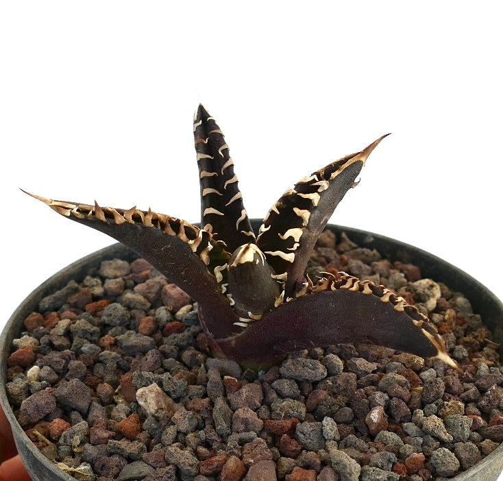 Agave titanota 'DARK KNIGHT' rare succulent with dark leaves and prominent white spines in pot