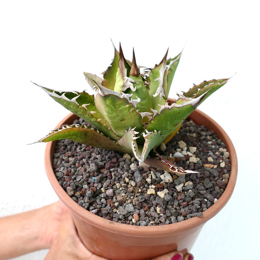 Agave titanota suculenta con hojas verdes gruesas y espinas blancas prominentes en maceta de terracota