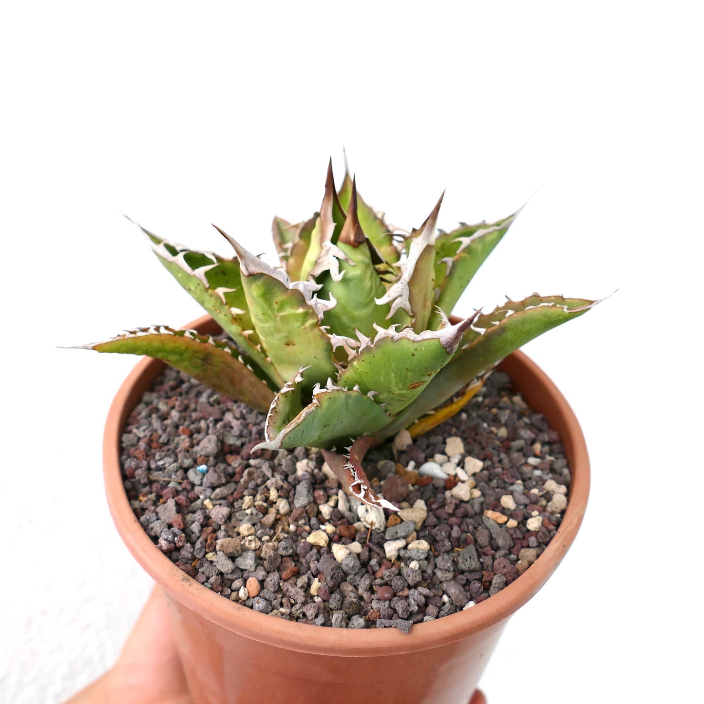 Suculenta Agave titanota con hojas verdes gruesas y espinas blancas prominentes en maceta de terracota