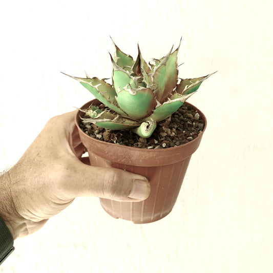 厚みのある青緑色の葉と目立つ白い棘を持つアガベ・タイタノータの多肉植物が、手に持たれた鉢に入っています