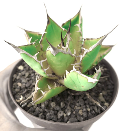 厚みのある緑色の葉と目立つ白い棘が特徴のアガベ・タイタノータ 多肉植物 鉢植え