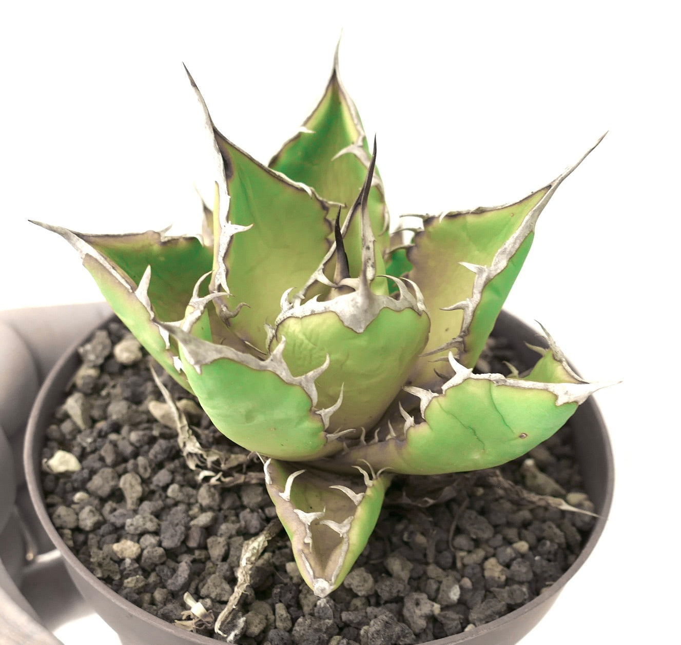 厚みのある緑色の葉と際立った白い刺を持つアガベ・タイタノタの多肉植物(鉢植え)