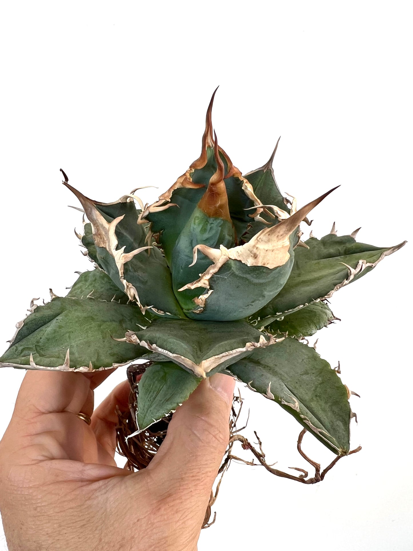 Suculenta Agave titanota con hojas gruesas azul verdosas y espinas marrones prominentes sostenida en la mano