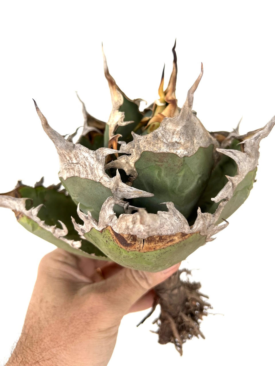 Agave titanota succulent with thick green leaves and prominent white spiny edges specimen