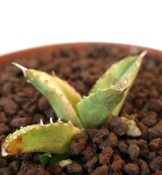 Suculenta Agave titanota con hojas gruesas y espinosas y variegación verde-amarilla en tierra