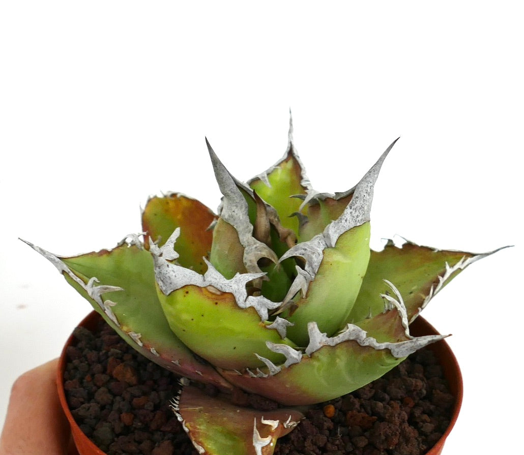 Suculenta Agave titanota con hojas verdes gruesas y espinas blancas prominentes ejemplar