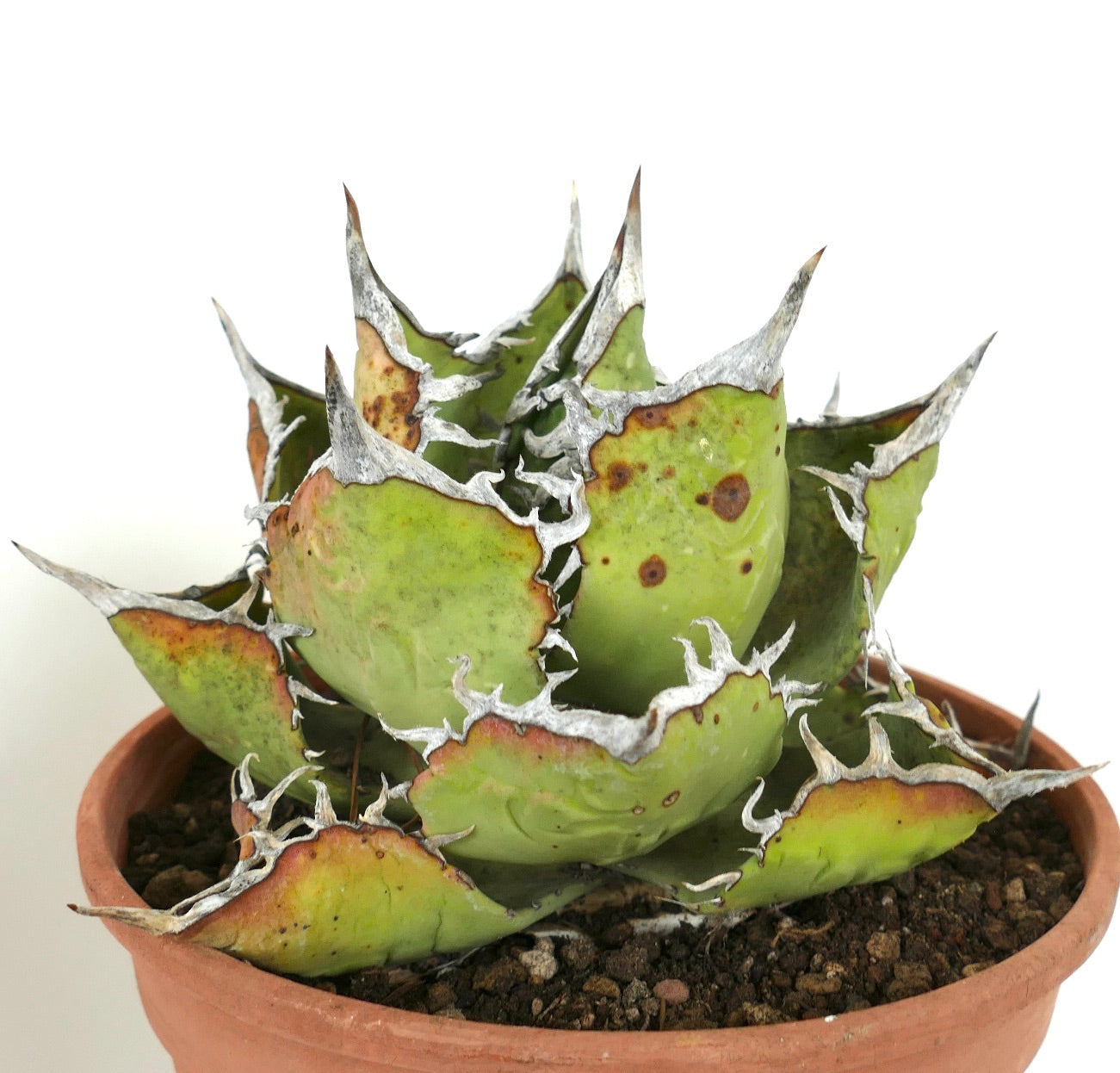 Agave titanota succulent with thick green leaves and prominent white spines in terracotta pot