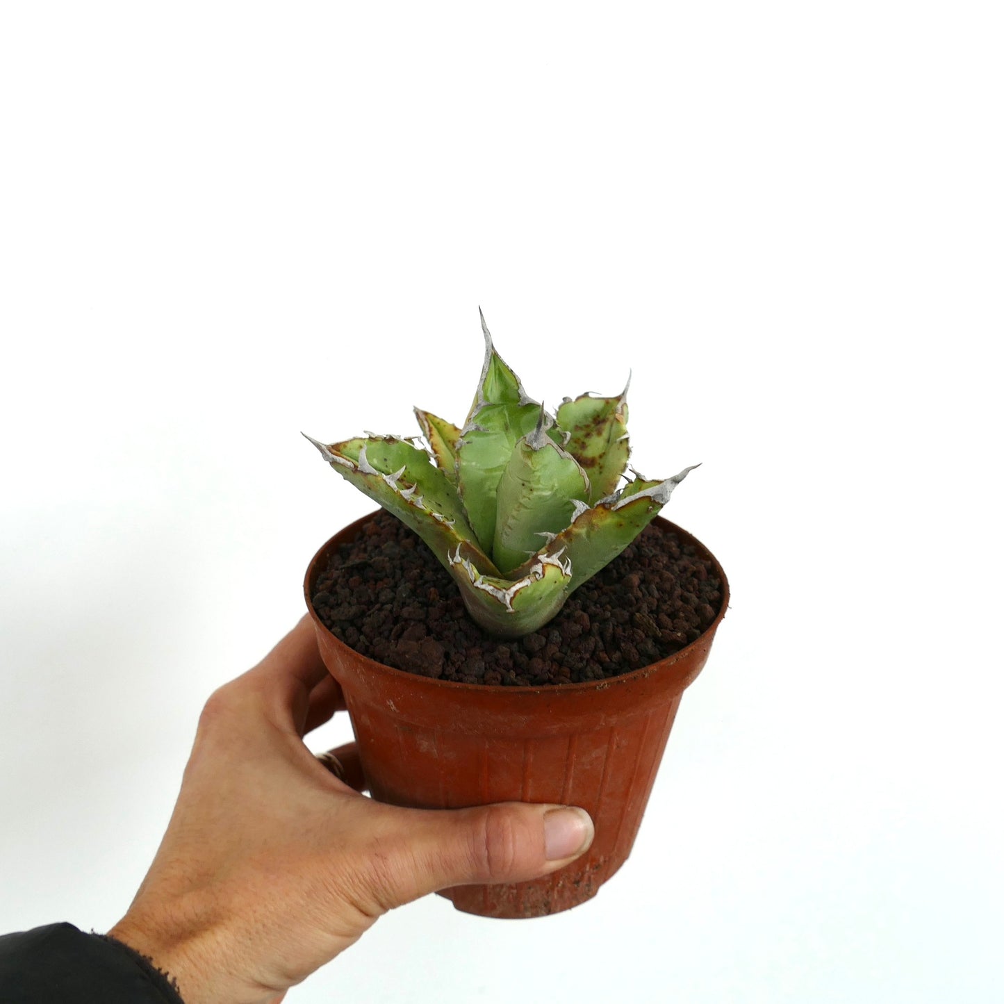 Suculenta Agave titanota con hojas verdes gruesas y espinas blancas afiladas en maceta