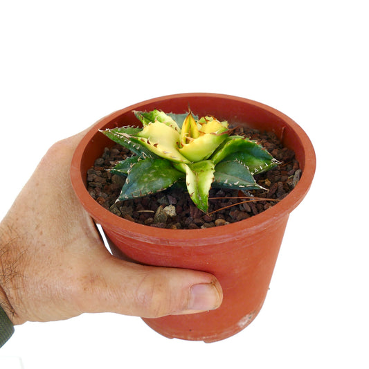 Agave titanota succulent with thick variegated green and yellow leaves and sharp spines in pot
