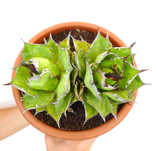 Suculenta Agave titanota con hojas verdes gruesas y espinas prominentes con borde blanco en maceta de terracota
