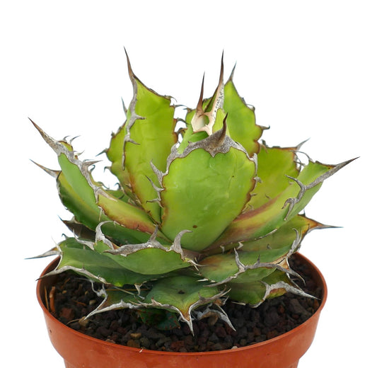 Suculenta Agave titanota con hojas verdes gruesas y espinas marrones prominentes en maceta