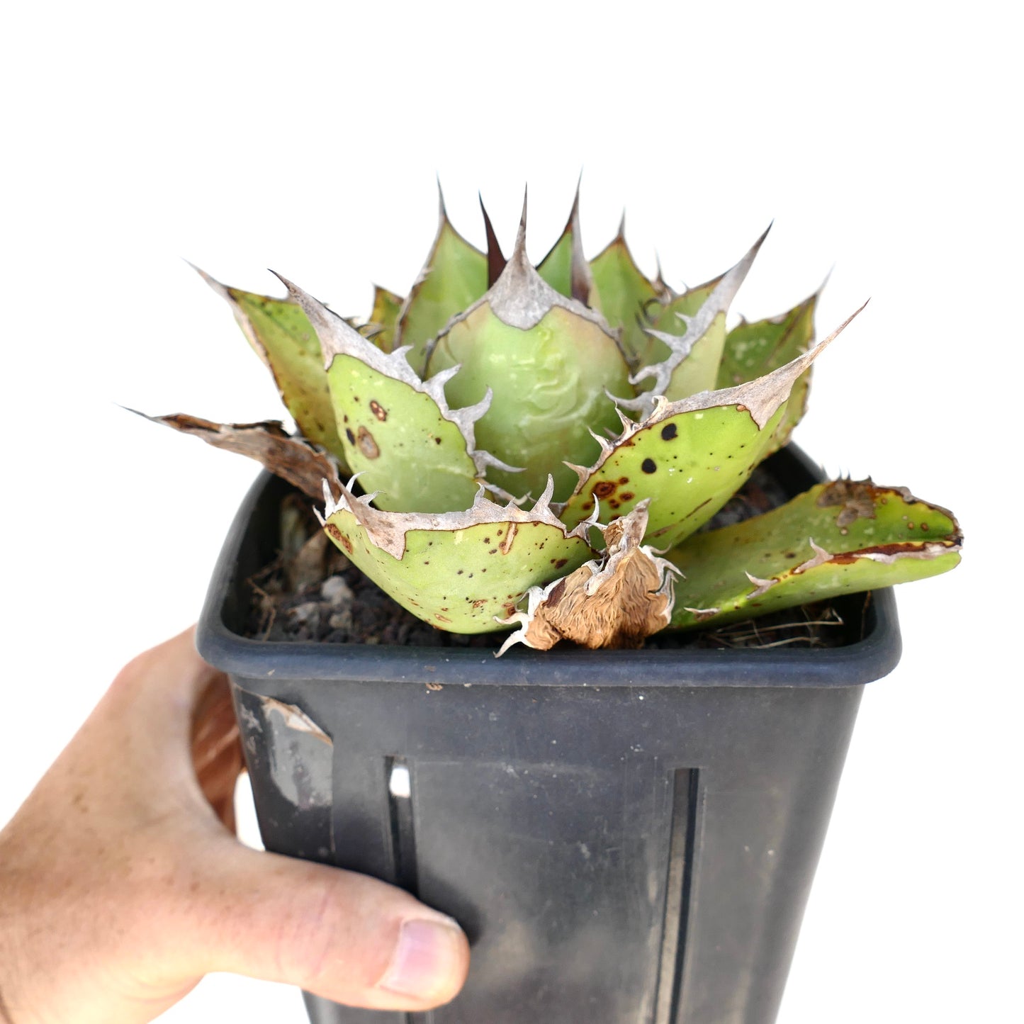 Agave titanota suculenta con hojas gruesas y espinosas y bordes de textura áspera en maceta negra