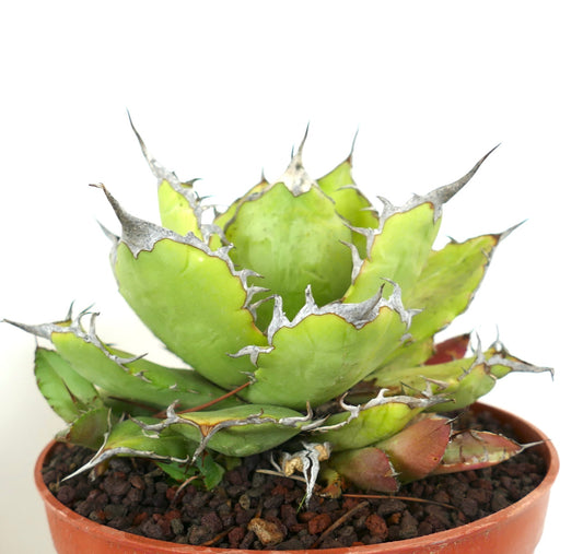 Suculenta Agave titanota con hojas verdes gruesas y espinas blancas prominentes en maceta