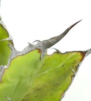 Suculenta Agave titanota con hojas gruesas y fuertes espinas terminales detalle en primer plano