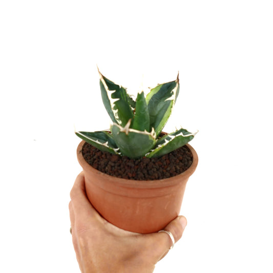 Agave titanota cv TIGER SHARK small succulent with thick green leaves and white spines in terracotta pot