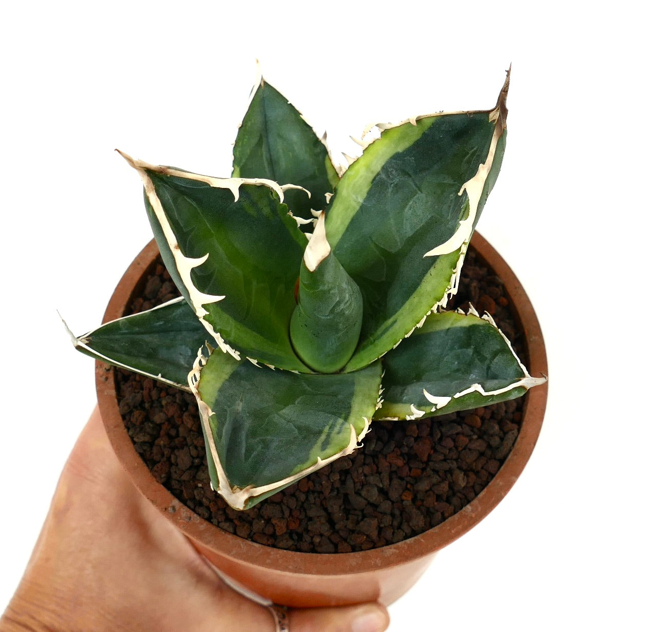 Agave titanota cv TIGER SHARK succulent with thick green leaves and white spiny edges in terracotta pot