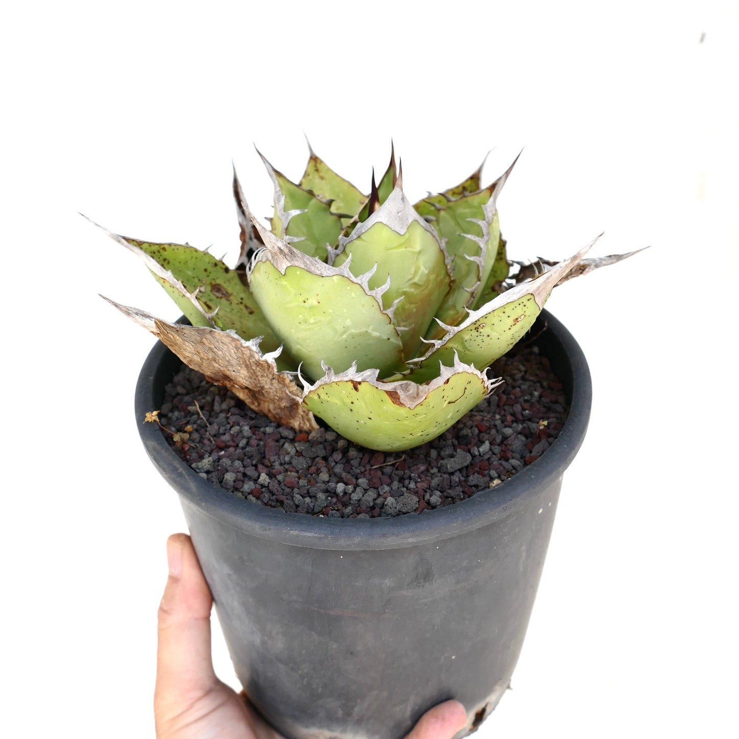 Suculenta Agave titanota con hojas gruesas y espinosas y roseta compacta en maceta negra