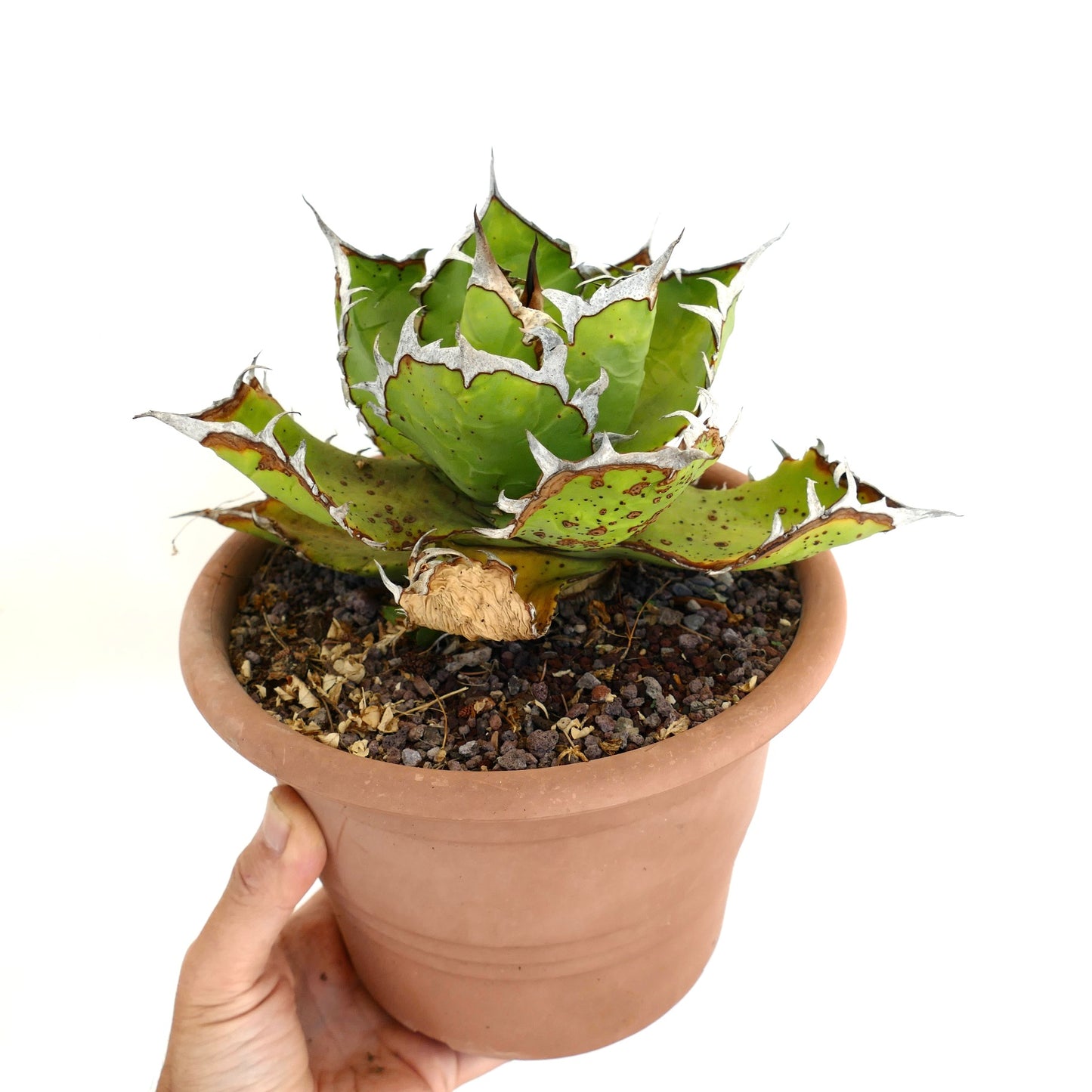 Suculenta Agave titanota con hojas verdes gruesas y espinas blancas prominentes en maceta de terracota