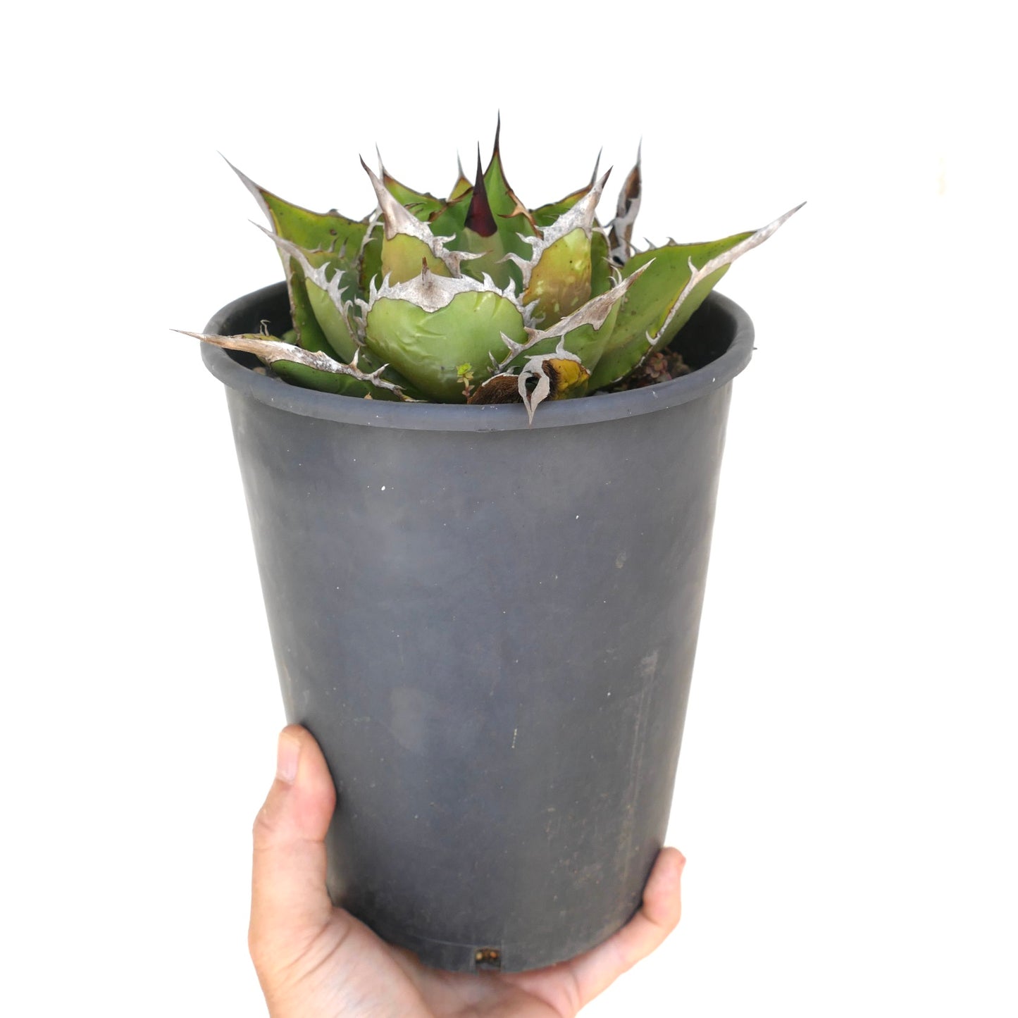 Agave titanota suculenta compacta con hojas verdes gruesas y márgenes y espinas blancas prominentes