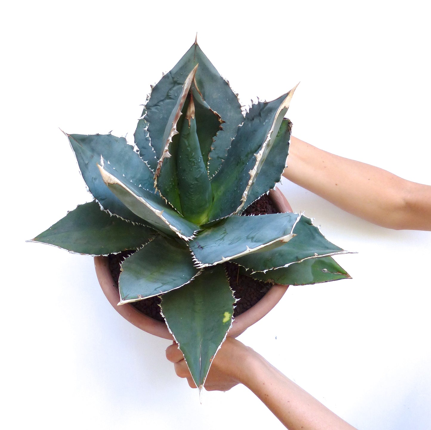Agave titanota Sukkulente mit dicken blau-grünen Blättern und scharfen Dornen im Terrakottatopf