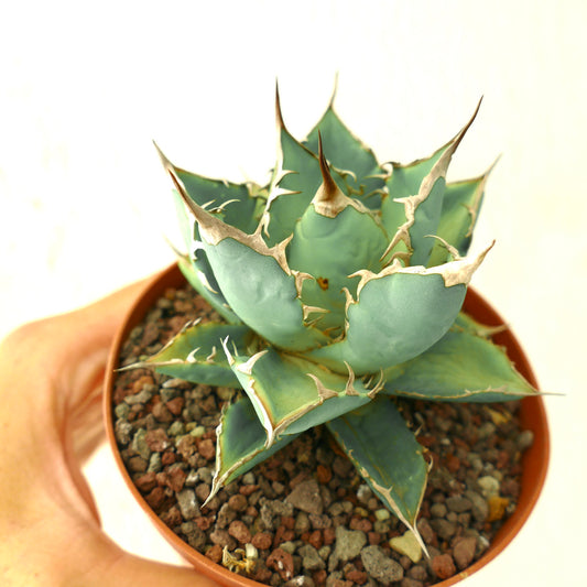 Agave titanota succulent with thick blue-green leaves and prominent brown spines in pot