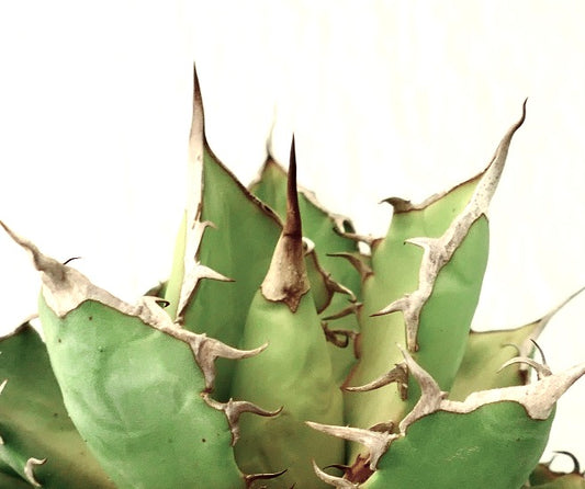 Agave titanota succulent with thick green leaves and prominent brown spines specimen