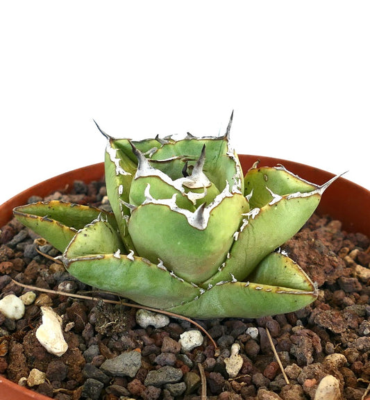 Agave titanota compact succulent with thick green leaves and prominent white margins
