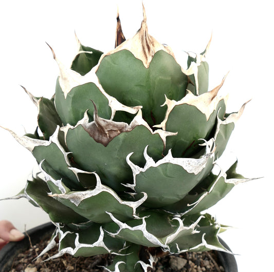 Agave titanota with compact rosette, thick green leaves, and prominent white spines
