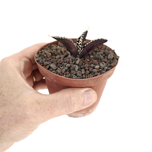 Agave titanota Dark Knight cultivar small succulent with dark purple leaves and white spines