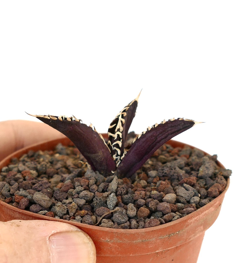 Agave titanota cv. DARK KNIGHT small dark purple succulent with white spines and textured leaves