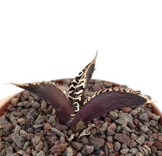 Agave titanota dark purple succulent with wavy white spines in rocky soil