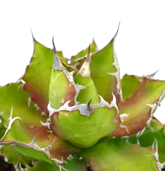 Agave titanota cv. 'Italian Flag' suculenta con hojas verdes gruesas y espinas blancas prominentes