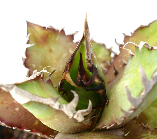 Agave titanota cv. 'Red Catweezle' NO33