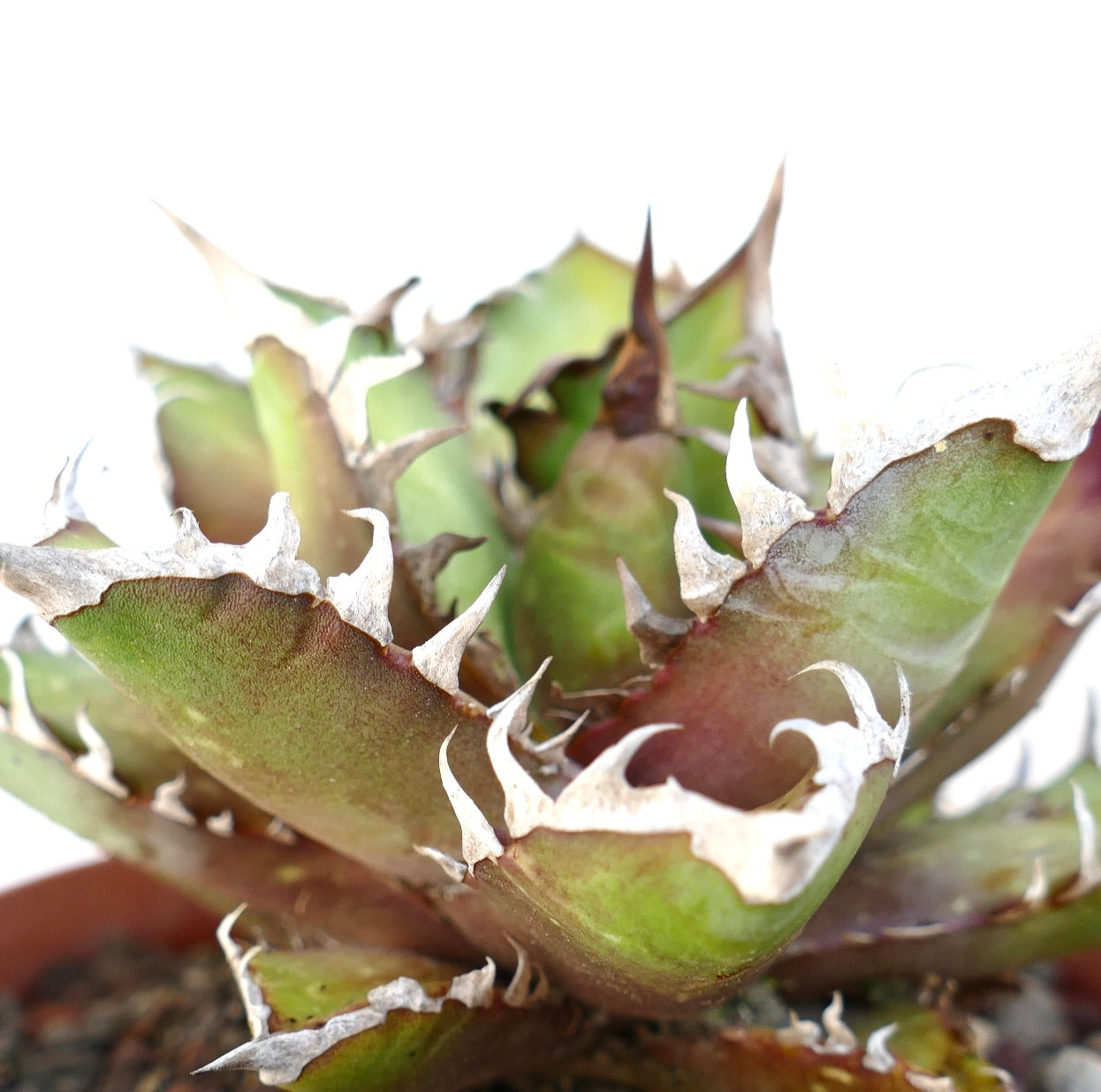 Agave titanota cv. 'Red Catweezle' OX31