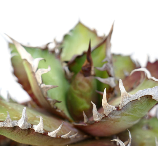 Agave titanota cv. 'Red Catweezle' OX31