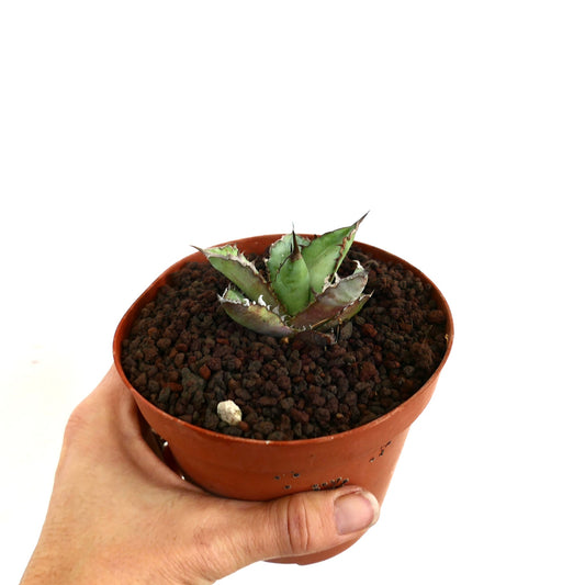 Agave titanota cv BLACK SHARK SHOUI small succulent with thick spiny leaves in terracotta pot