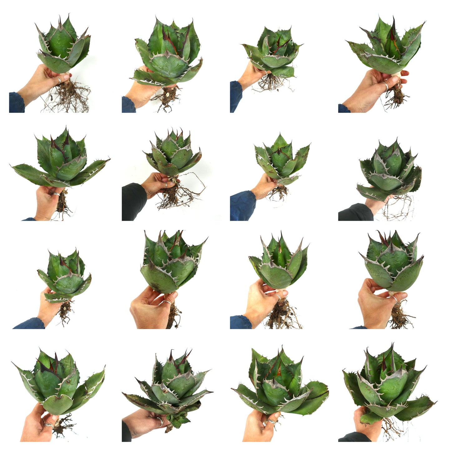 Agave titanota cv CAPRIOLI compact succulent with thick green leaves and prominent white spines