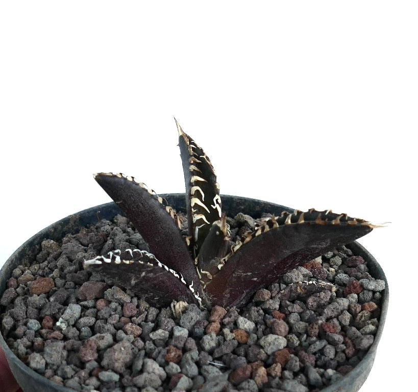 アガベ・タイタノータ cv DARK KNIGHT 多肉植物 ダークパープルの葉と白いトゲトゲの縁取り 鉢植え