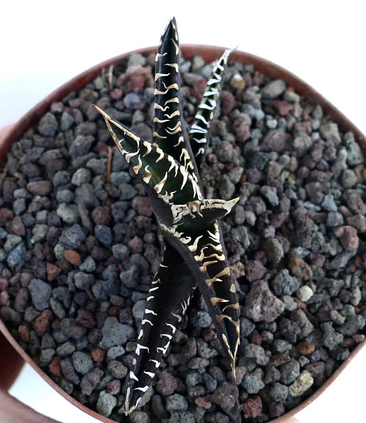 Agave titanota cv DARK KNIGHT succulent with dark leaves and white spines in rocky soil