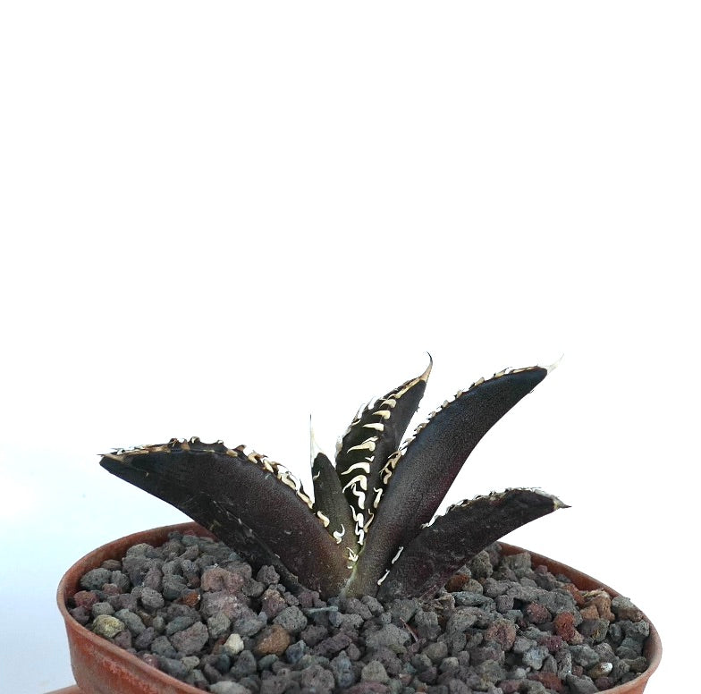 アガベ・タイタノータ cv DARK KNIGHT ダークパープルの葉と白いトゲが特徴の多肉植物(鉢植え)