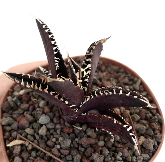 Agave titanota cv DARK KNIGHT dark purple succulent with white spines in pot