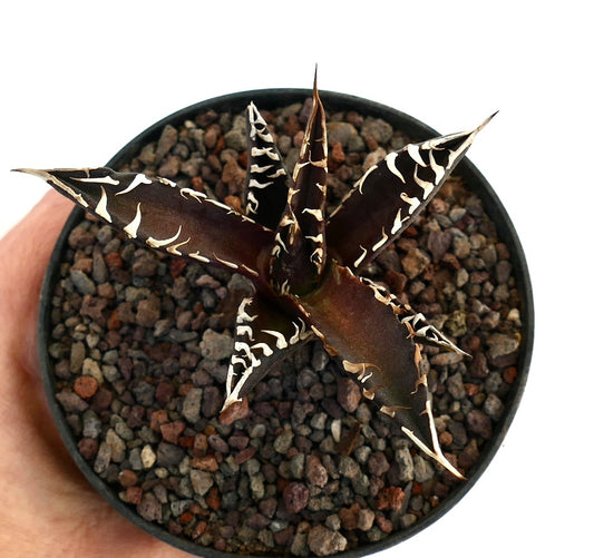 Agave titanota cv DARK KNIGHT succulent with dark leaves and prominent white spines in pot