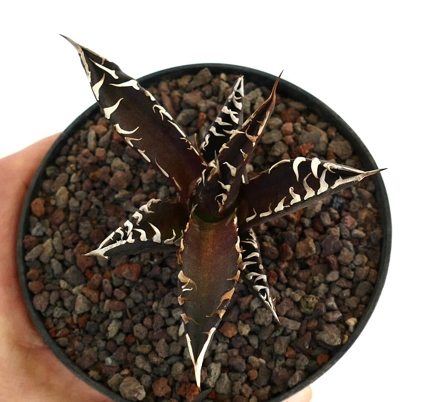 アガベ・タイタノータ cv ダーク・ナイト 黒い葉と際立つ白い棘が特徴の多肉植物(鉢植え)