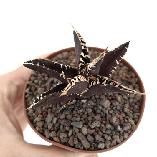 Agave titanota cv DARK KNIGHT succulent with dark purple leaves and white spines in pot