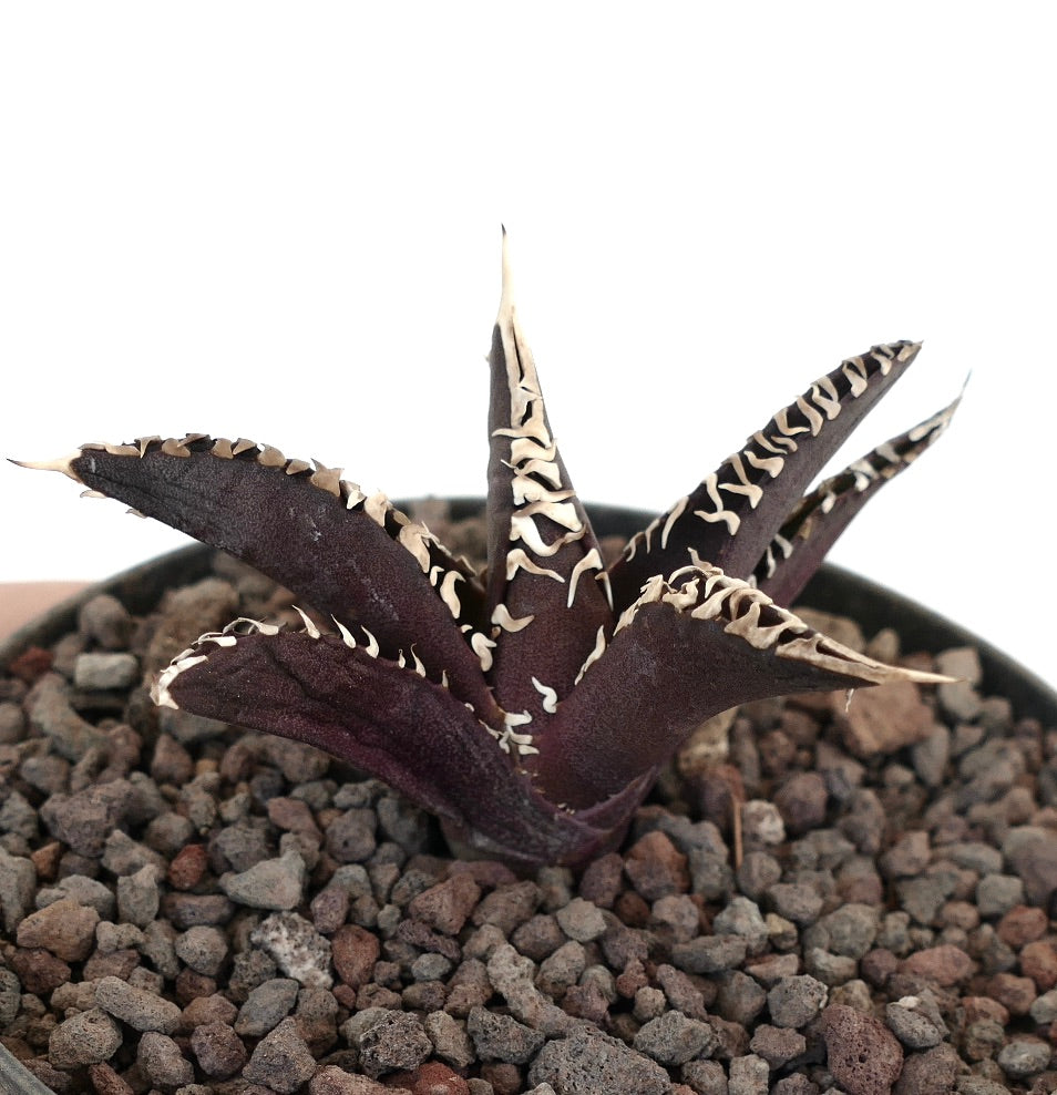 岩だらけの土壌に植えられた、暗紫色の葉と白いとげ状の縁が特徴のアガベ・タイタノタ cv ダークナイト 多肉植物