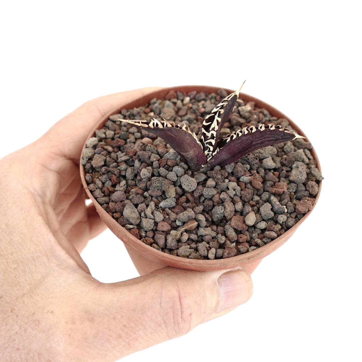 Agave titanota cv DARK KNIGHT small dark succulent with white spines in terracotta pot