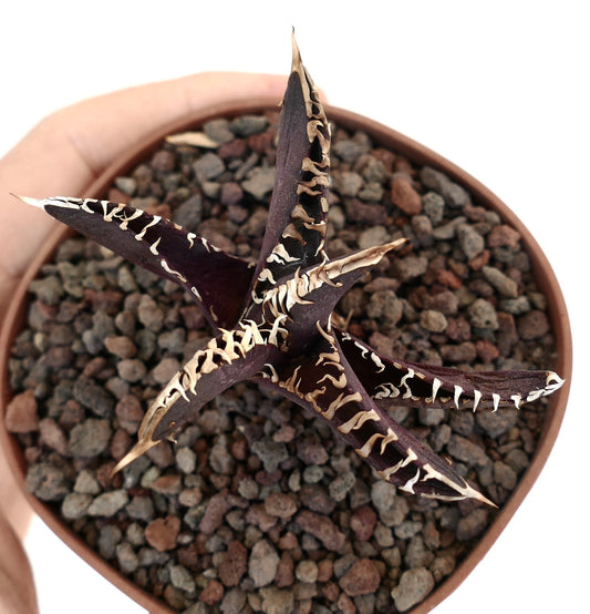 Agave titanota cv DARK KNIGHT succulent with dark purple leaves and white wavy margins in pot